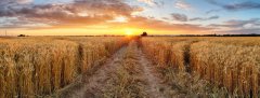 俄罗斯抑制小麦出口，中国采购澳大