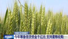 中国农业发展银行沧州分行：备足六亿元资金支持夏粮收购