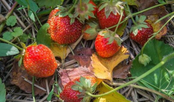农业技术草莓常见的灰霉病应该这样防治