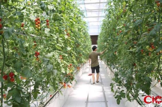 智慧农业栽培技术实现有机蔬菜丰收带领产业升级村民致富