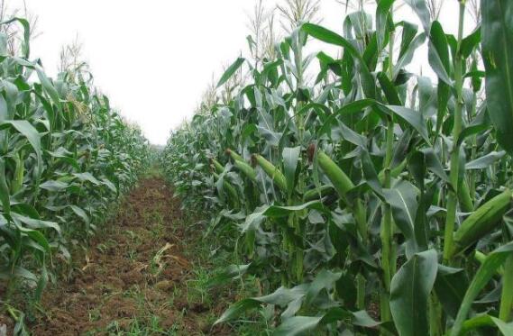 农村特色种植黑玉米的技术及管理方