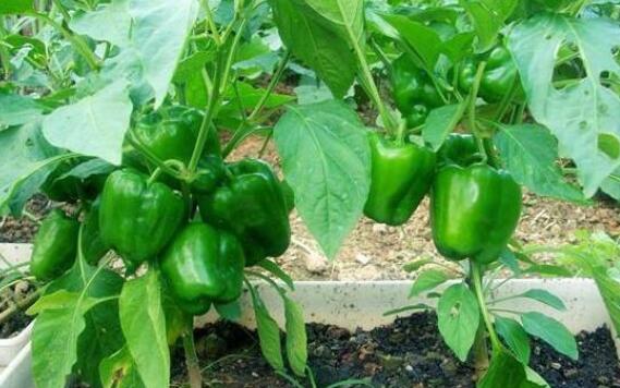 农业技术大棚当中青椒要如何种植？